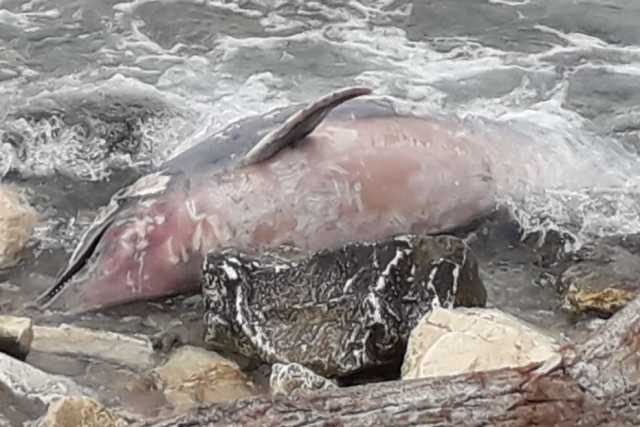 Bari, delfino spiaggiato sul lungomare: �Con la quarantena gli animali si riavvicinano�